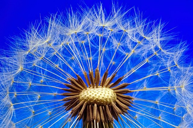 Всесвітній день кульбаби (World Dandelion Day) Всесвітній день кульбаби (World Dandelion Day)