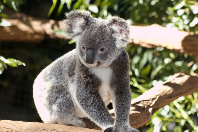 День «Врятуйте коалу» (Save the Koala Day) - США День «Врятуйте коалу» (Save the Koala Day) - США