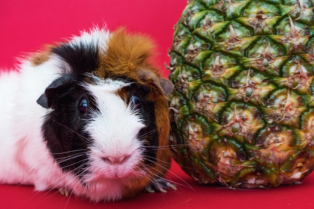 День подяки морській свинці (Guinea Pig Appreciation Day) День подяки морській свинці (Guinea Pig Appreciation Day)